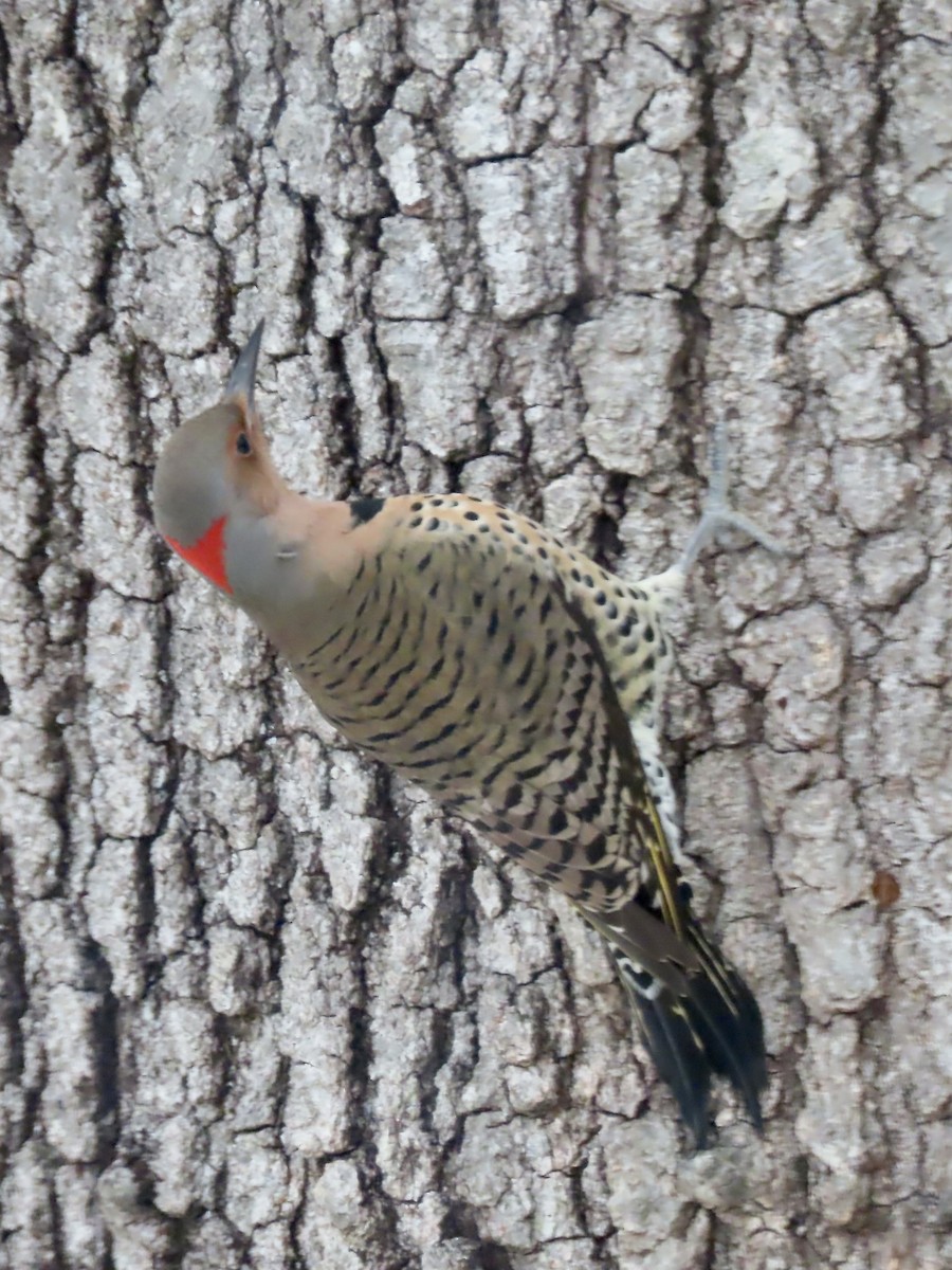 ハシボソキツツキ（auratus／luteus） - ML646488692