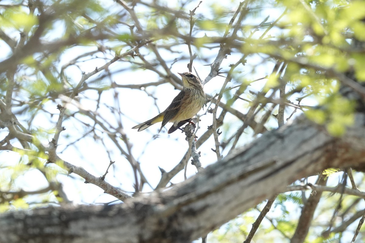 ヤシアメリカムシクイ - ML646488695