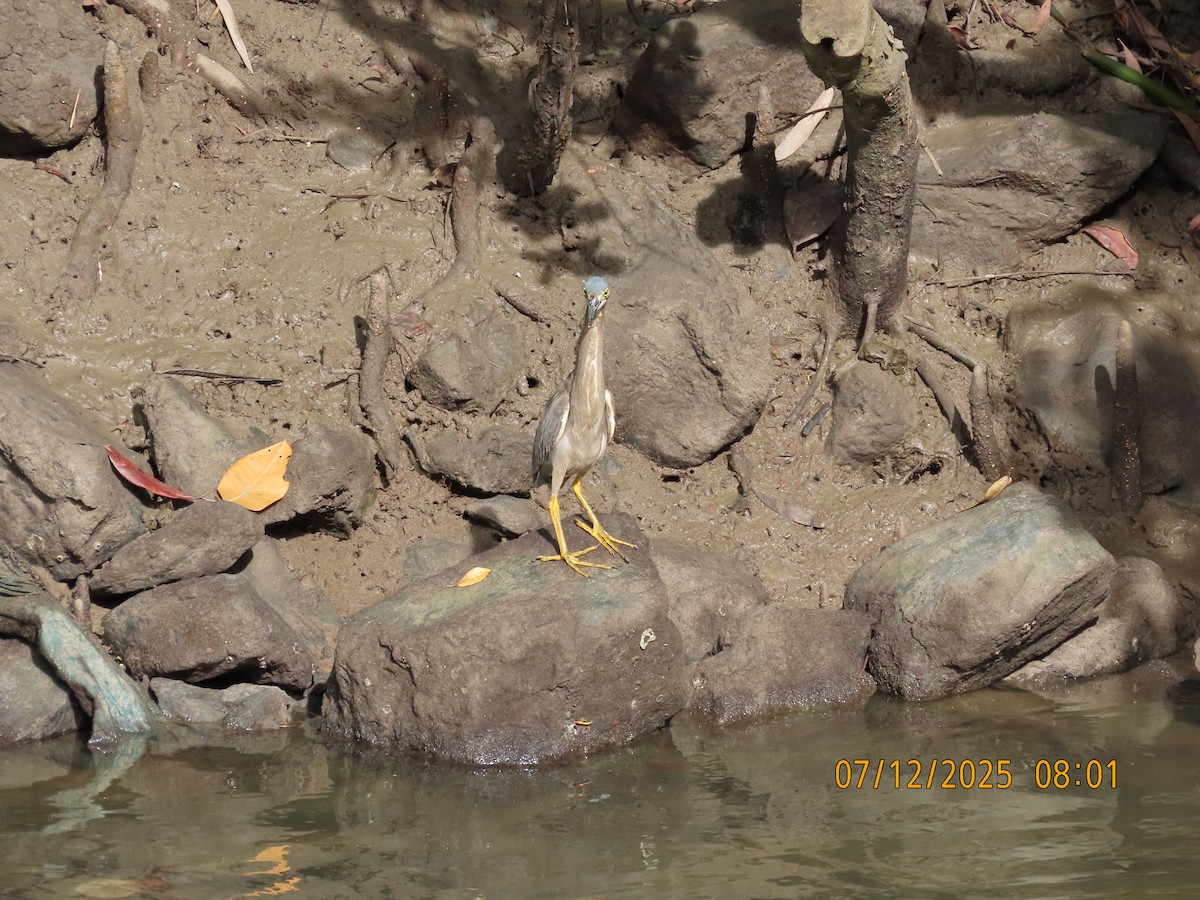 ササゴイ - ML646488696