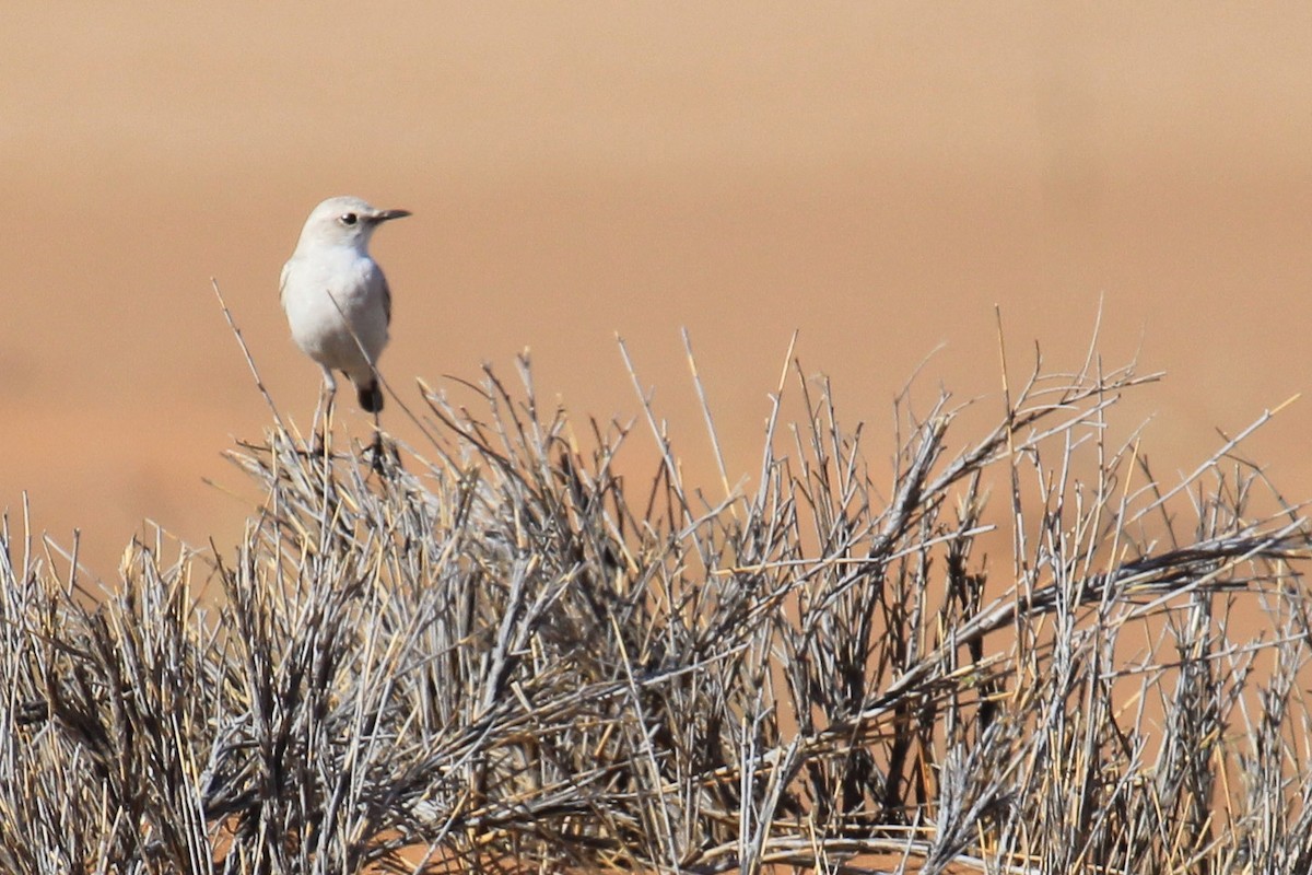 ダマリイワビタキ - ML646488697