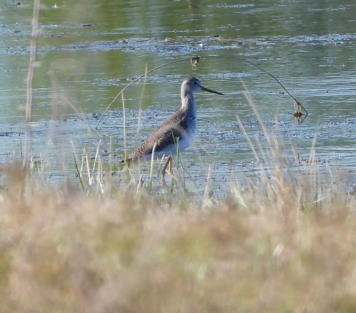 オオキアシシギ - ML646488698