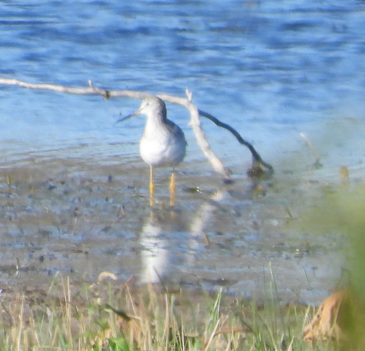 オオキアシシギ - ML646488699