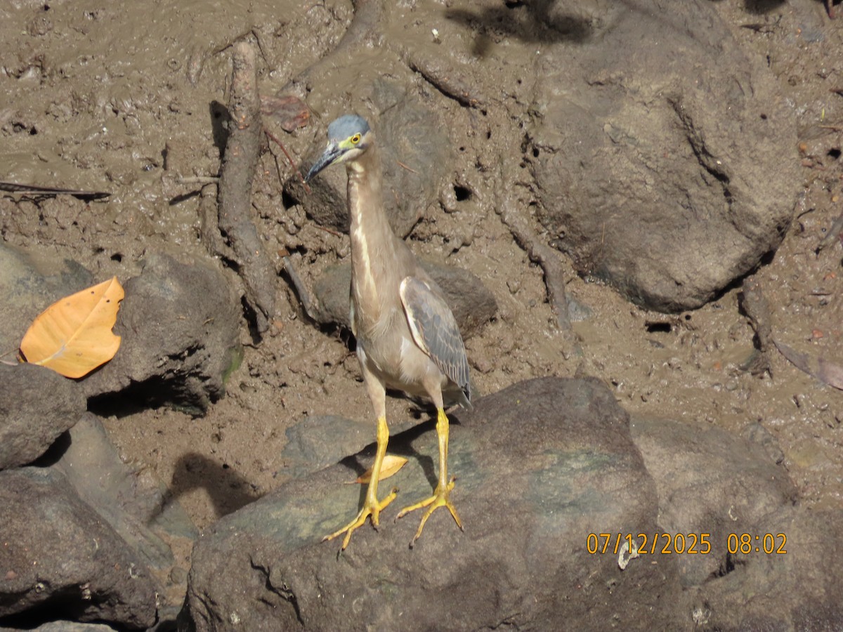 ササゴイ - ML646488702