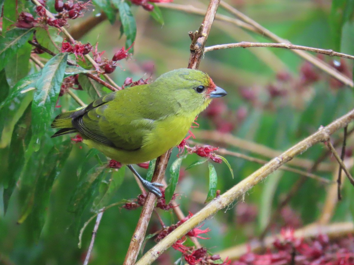 Lesser Goldfinch - ML646488705