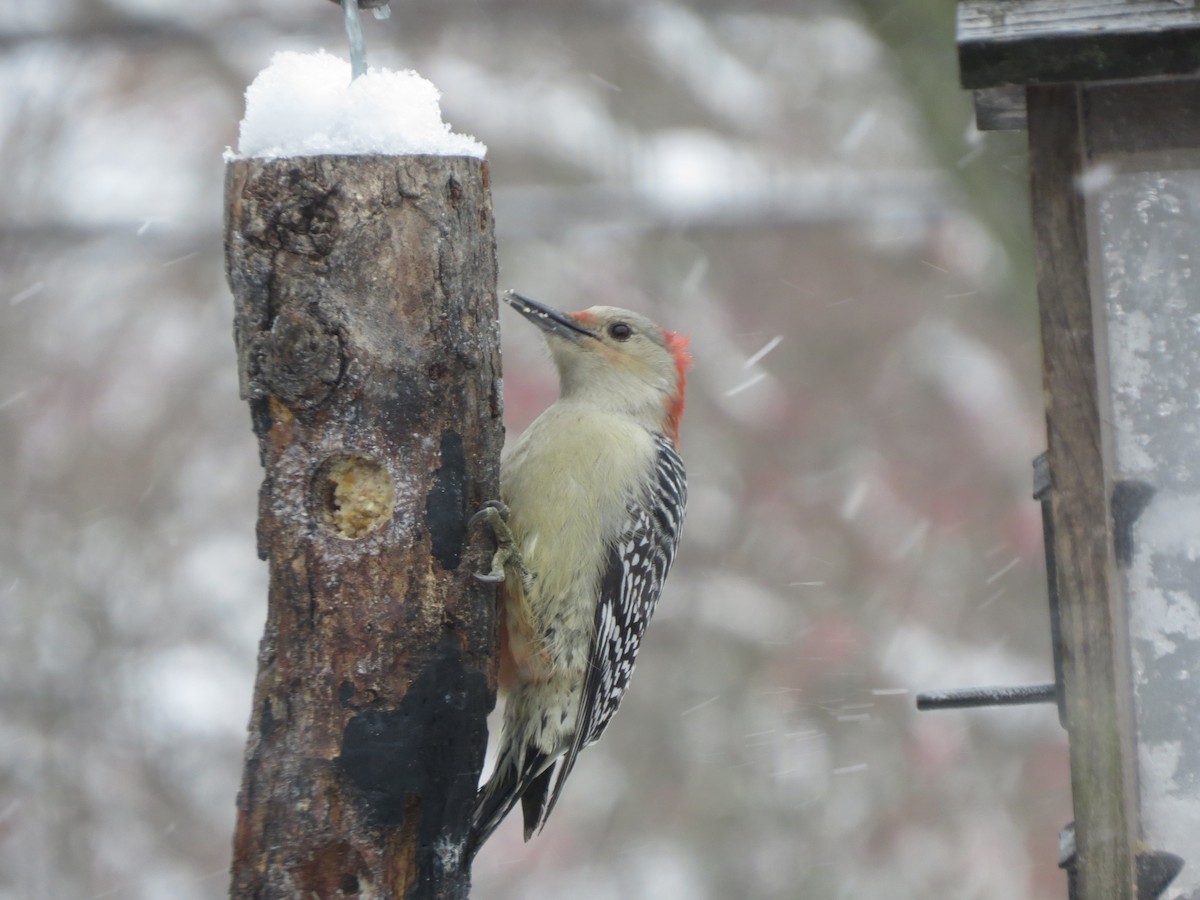 シマセゲラ - ML646488707