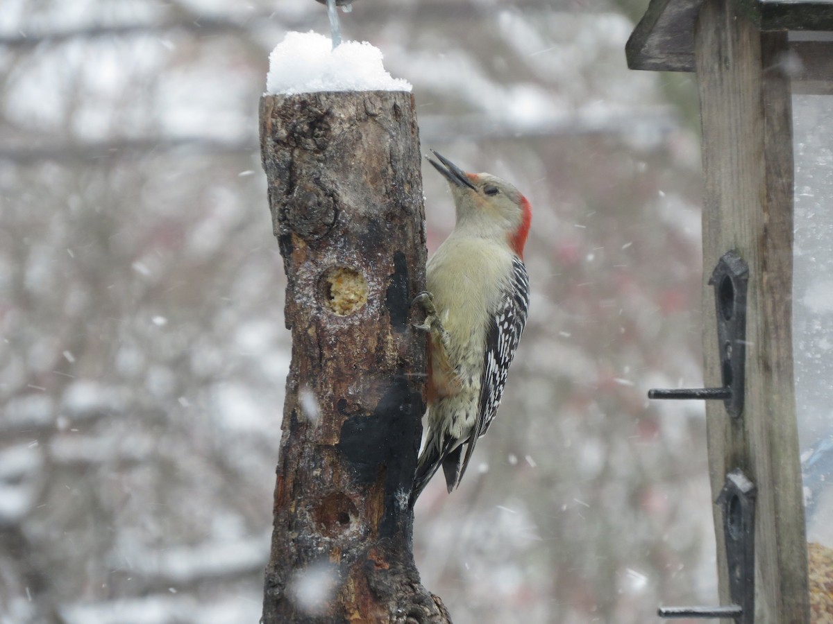 シマセゲラ - ML646488709