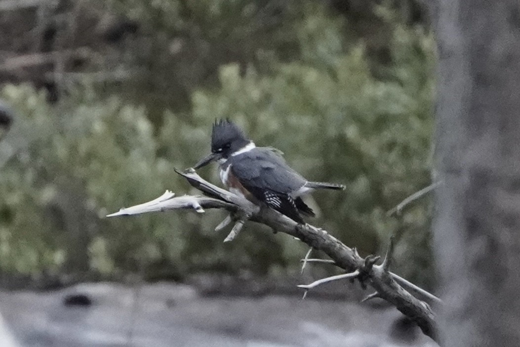 アメリカヤマセミ - ML646488718