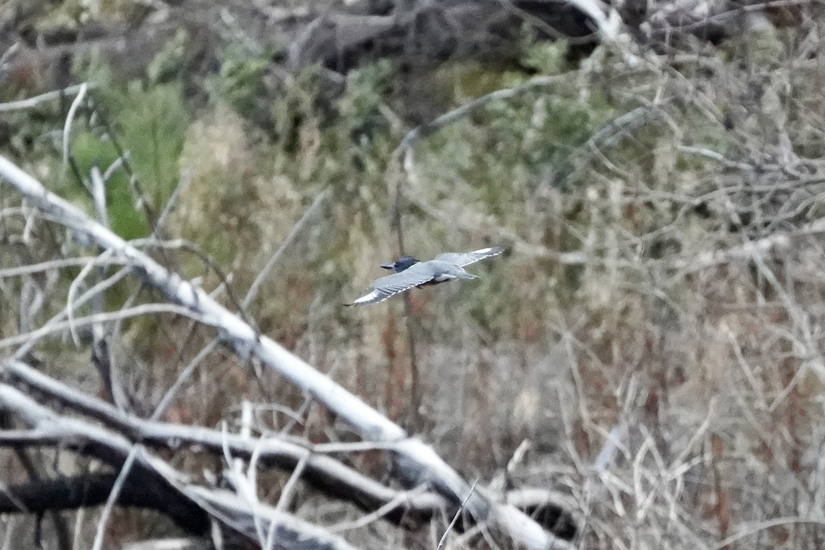 アメリカヤマセミ - ML646488720