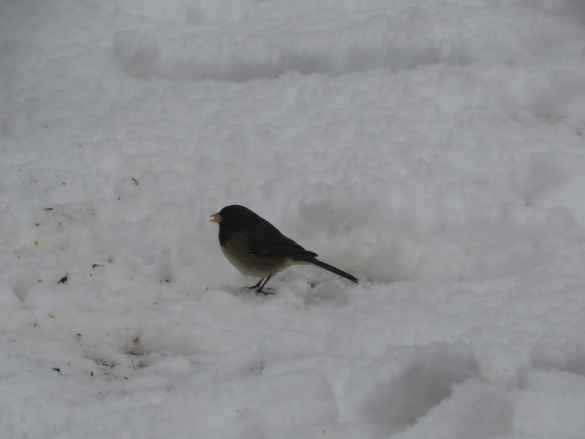 ユキヒメドリ（oreganus グループ） - ML646488725