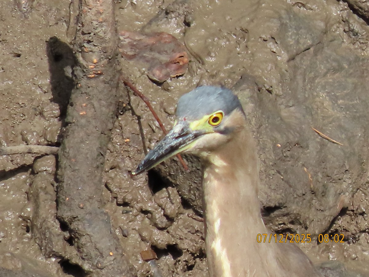 Little Heron - ML646488726