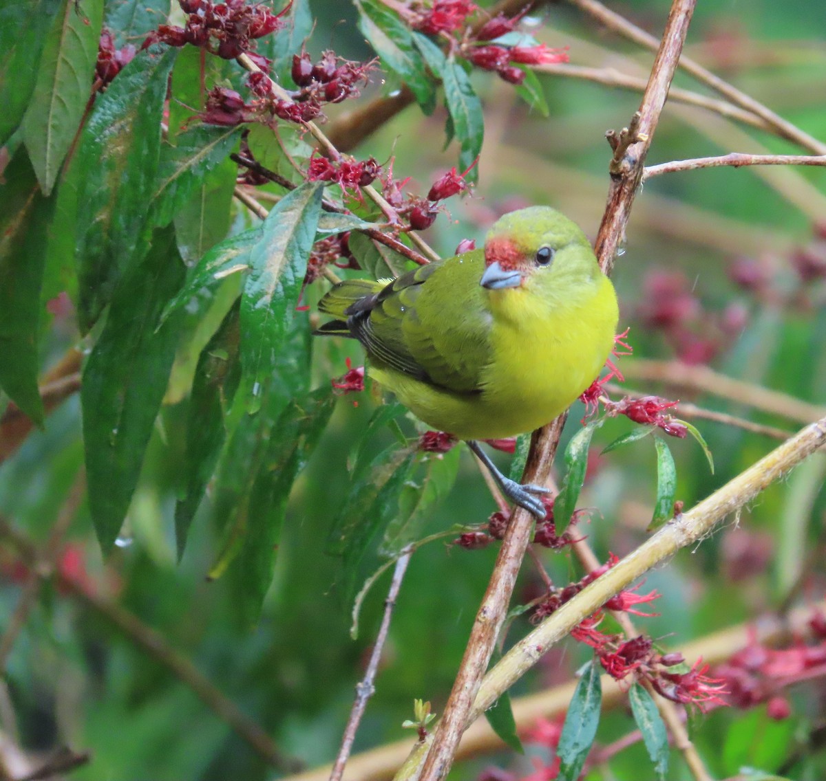 Lesser Goldfinch - ML646488734