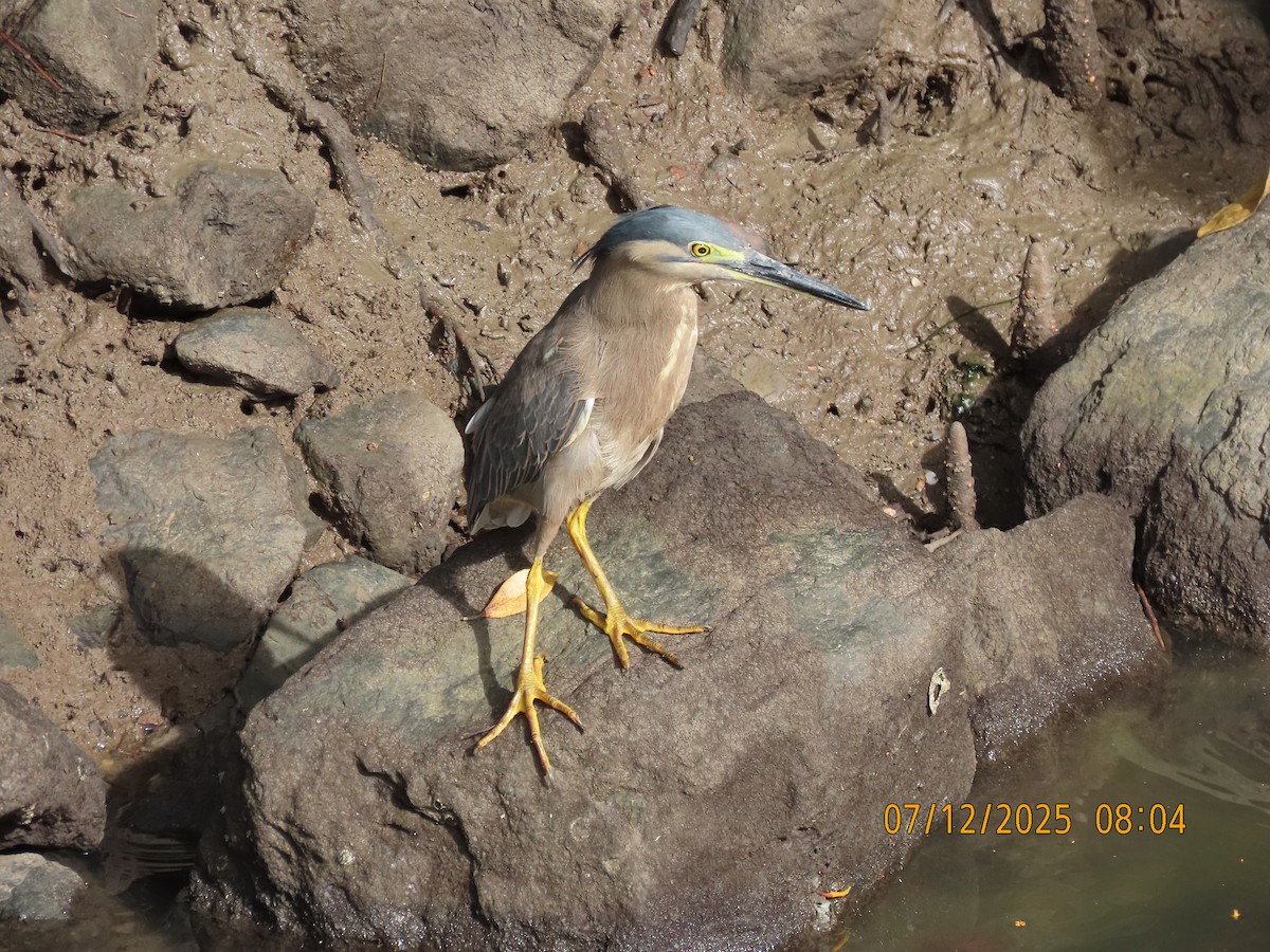 Little Heron - ML646488735