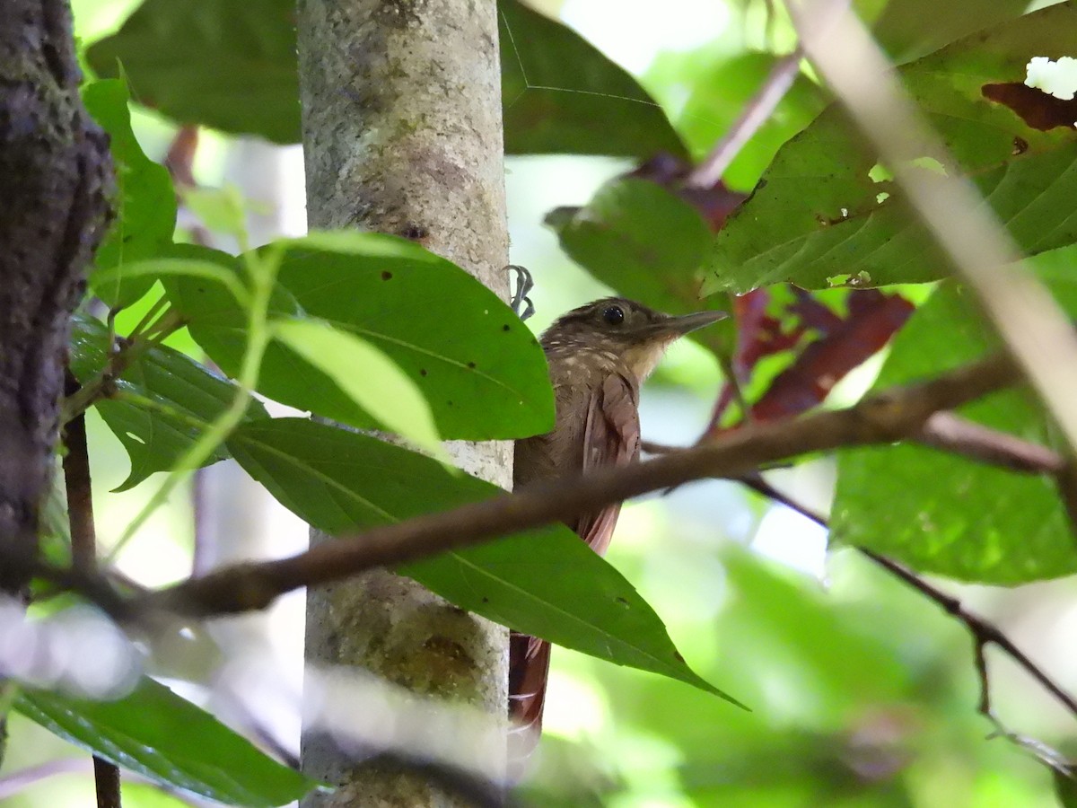 Piping Long-tailed Woodcreeper - ML646488767