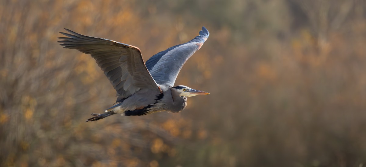 Great Blue Heron - ML646488777