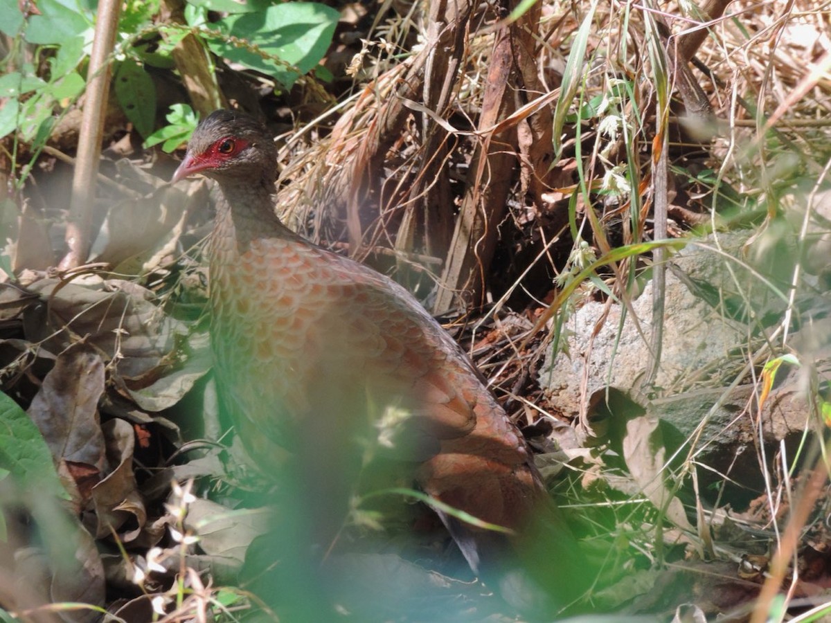 Red Spurfowl - ML646488784