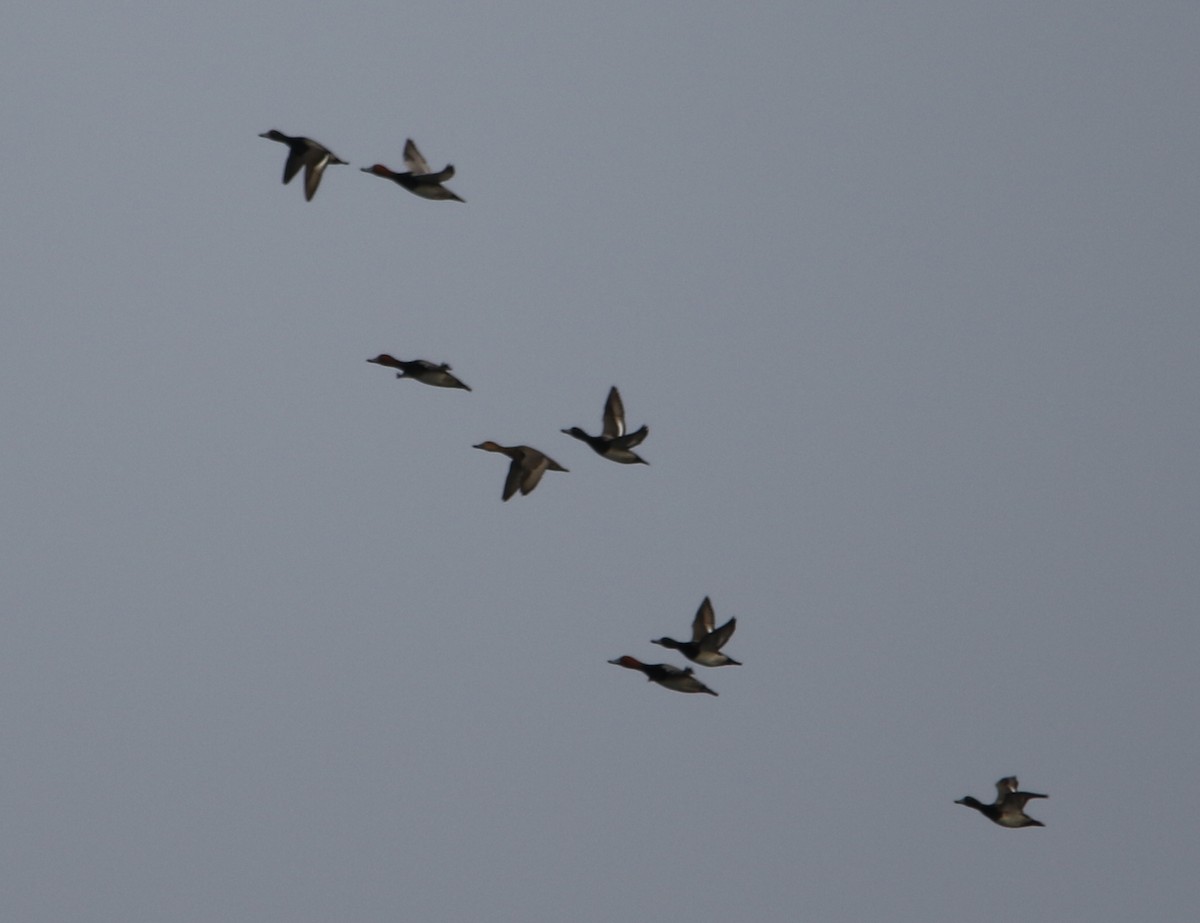 Fuligule à tête rouge - ML646488786