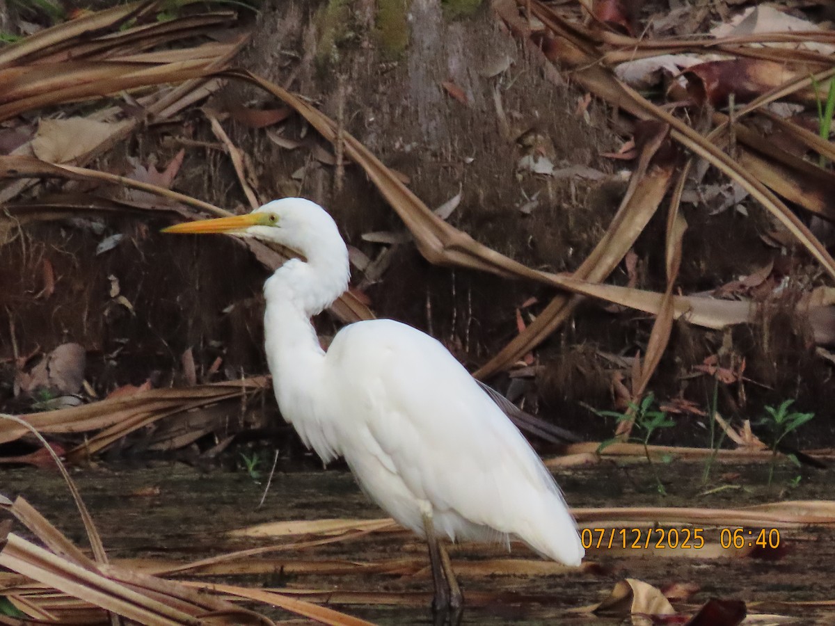 Silberreiher - ML646488787