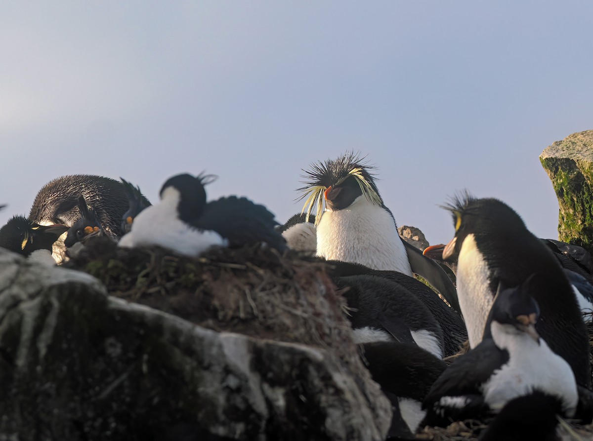 Moseley's Rockhopper Penguin - ML646488788