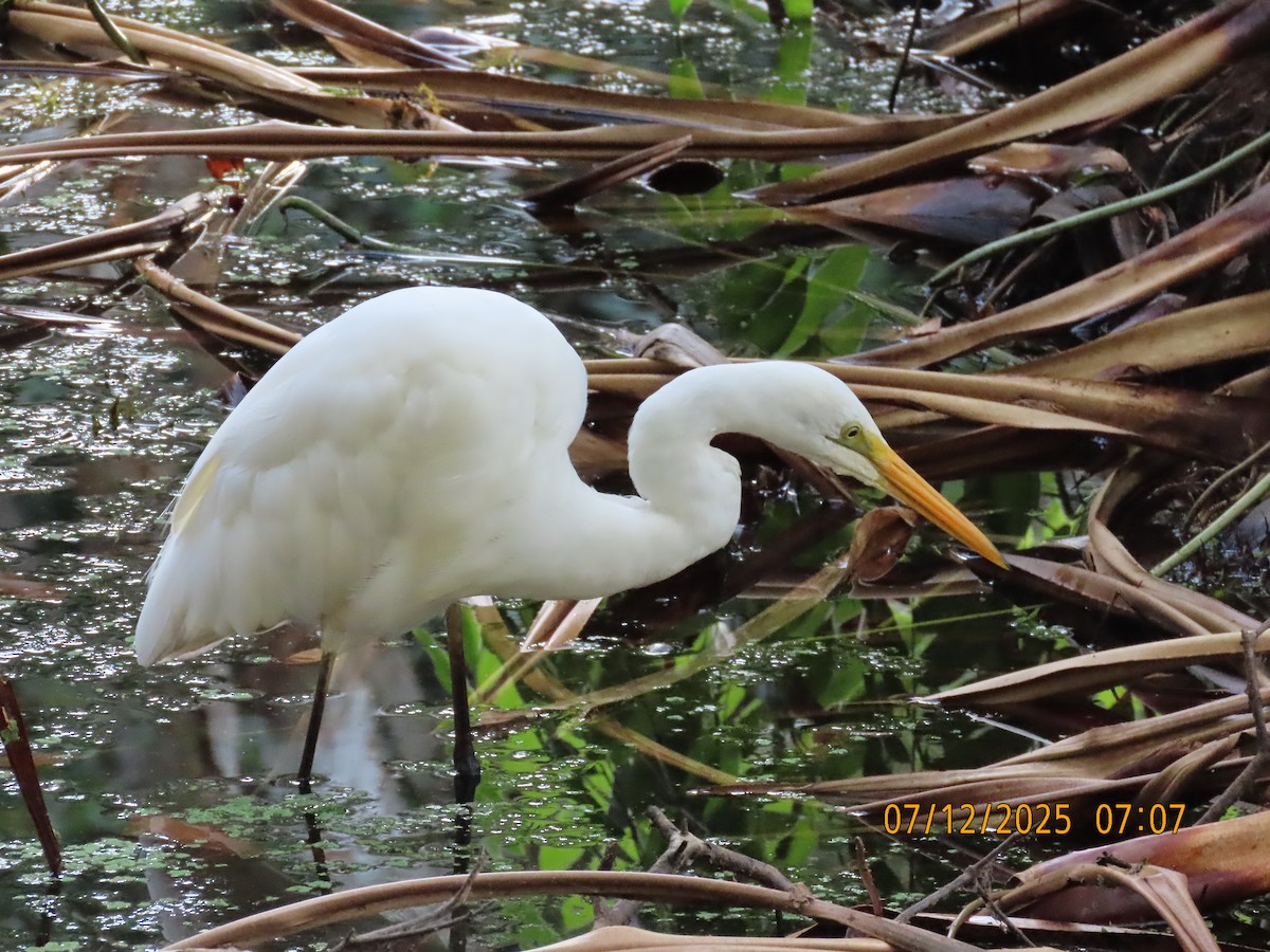 Silberreiher - ML646488792