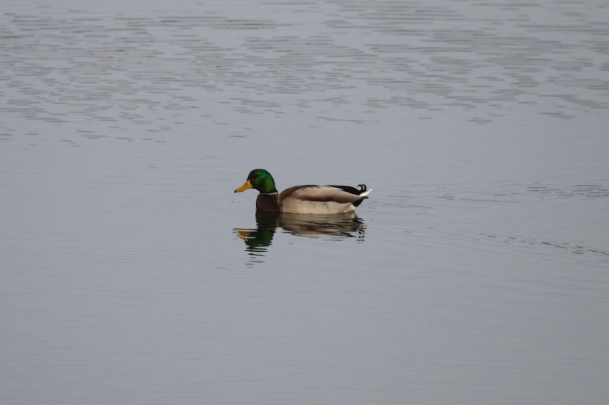 Canard colvert - ML646488795