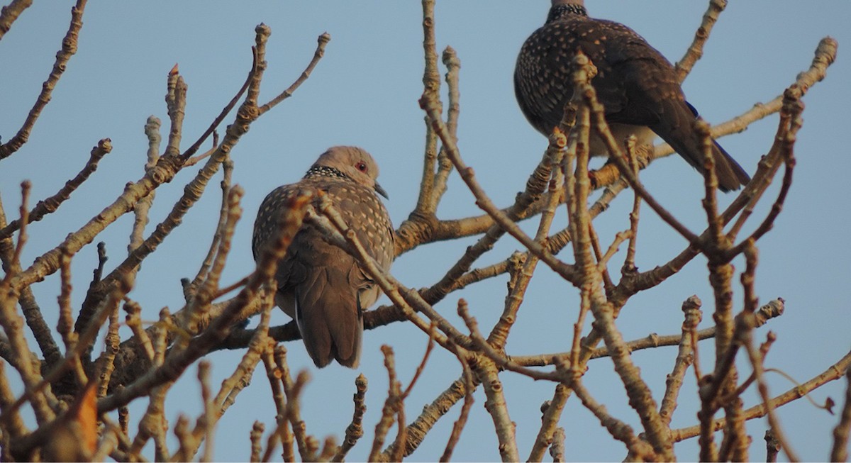 Spotted Dove - ML646488801