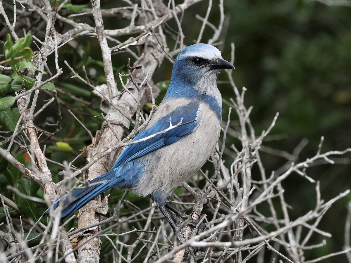 Florida Scrub-Jay - ML646488805