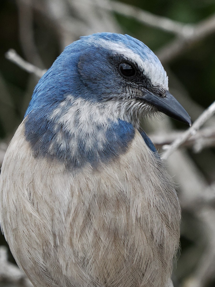 Florida Scrub-Jay - ML646488806
