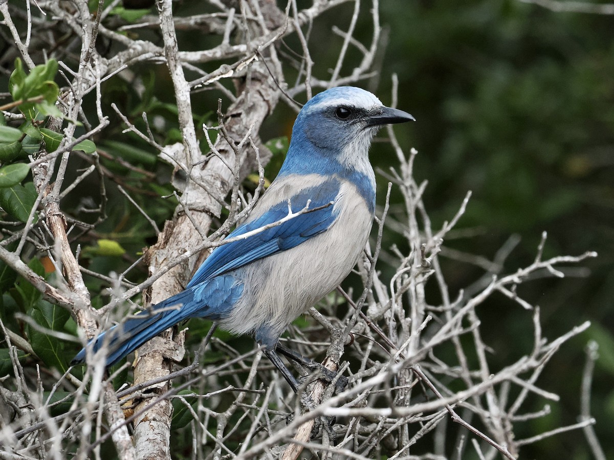 Florida Scrub-Jay - ML646488807