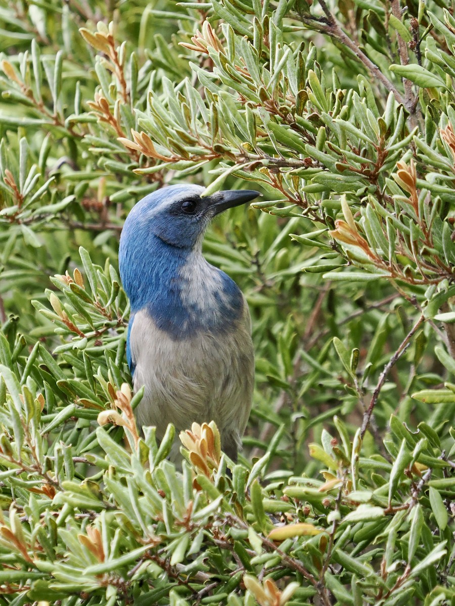 Florida Scrub-Jay - ML646488815