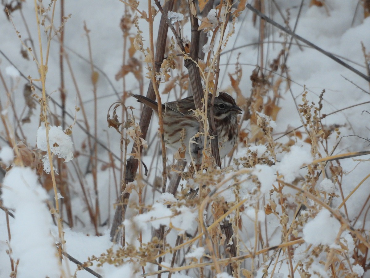 Song Sparrow - ML646488816