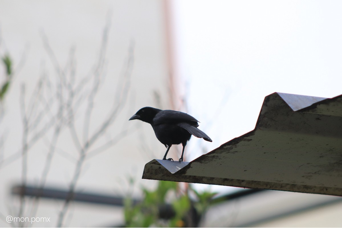 Scrub Blackbird - ML646488821
