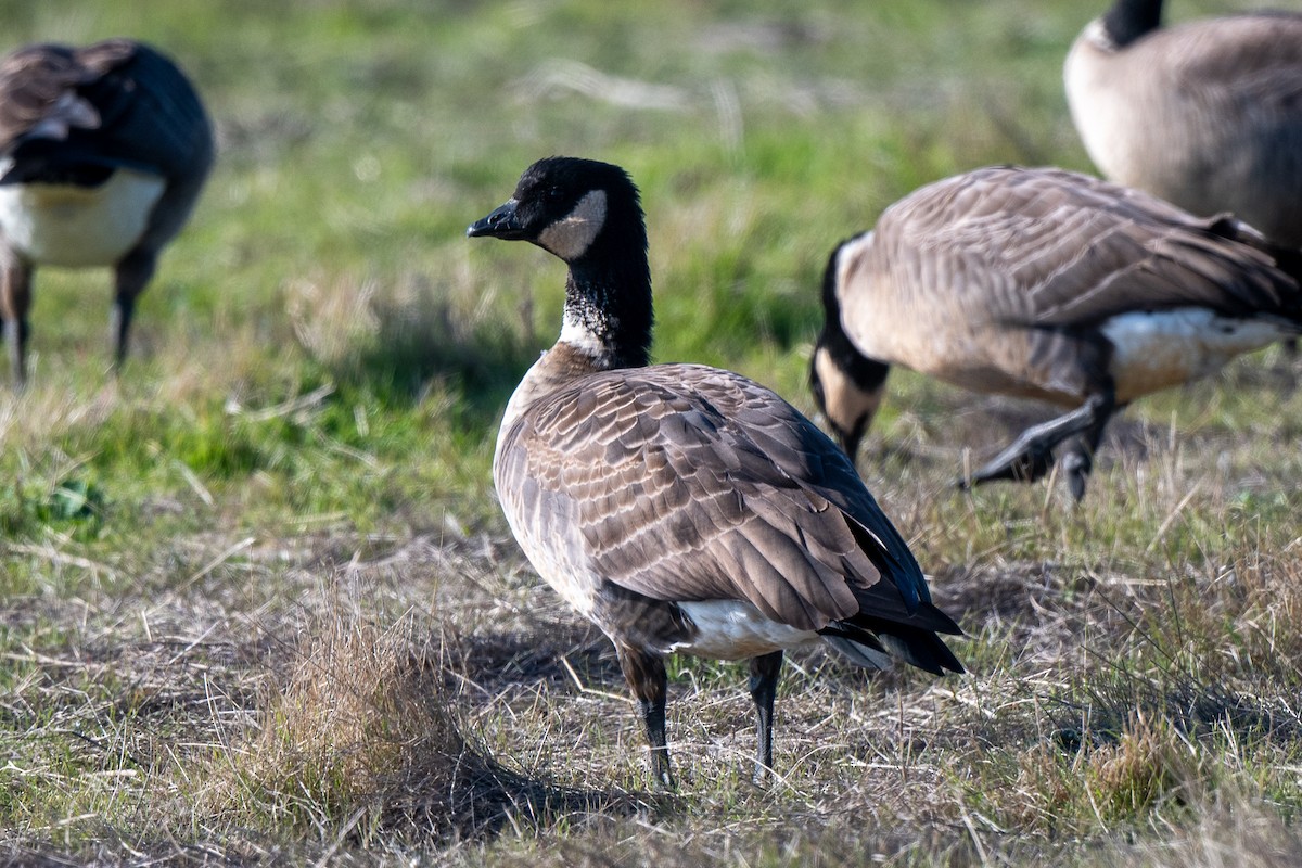 Oca canadese minore - ML646488822