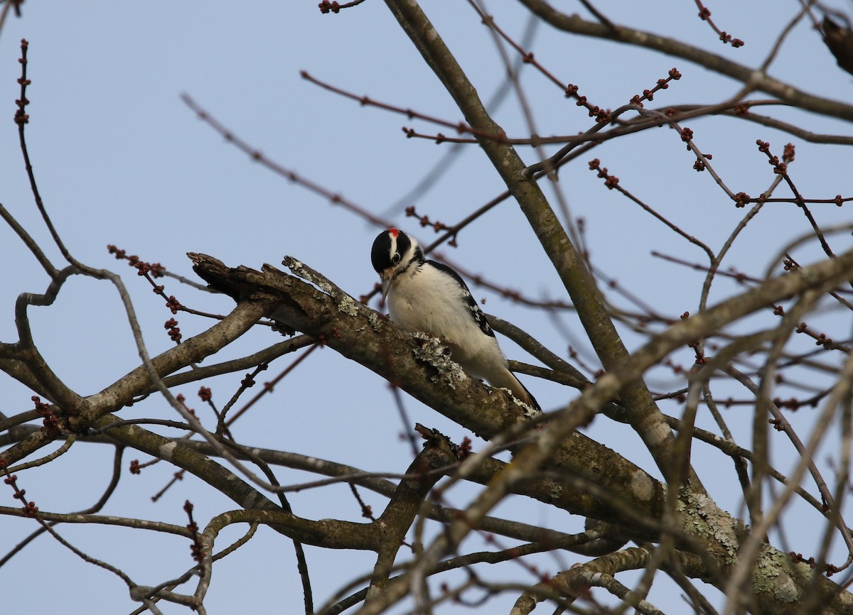 Pic chevelu - ML646488823