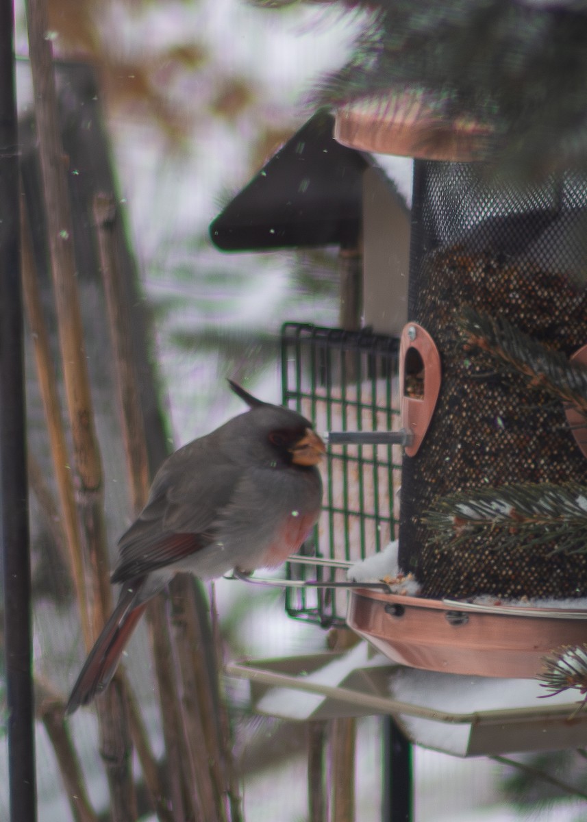 Pyrrhuloxia - ML646488825