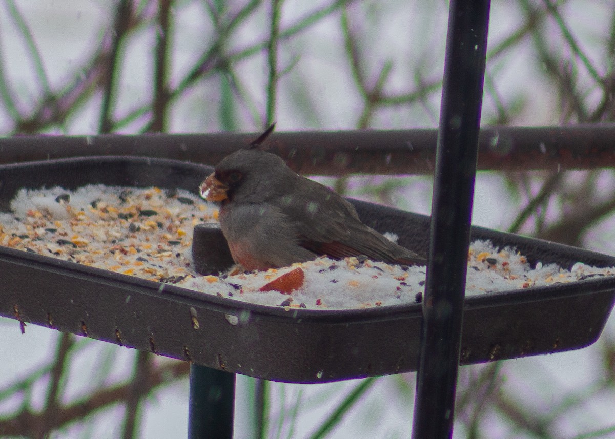 Pyrrhuloxia - ML646488826