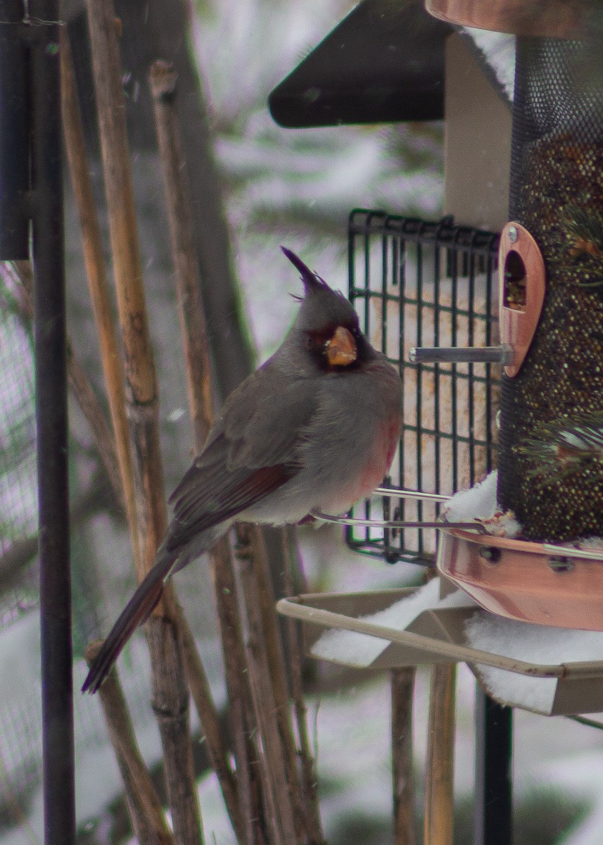 Pyrrhuloxia - ML646488827