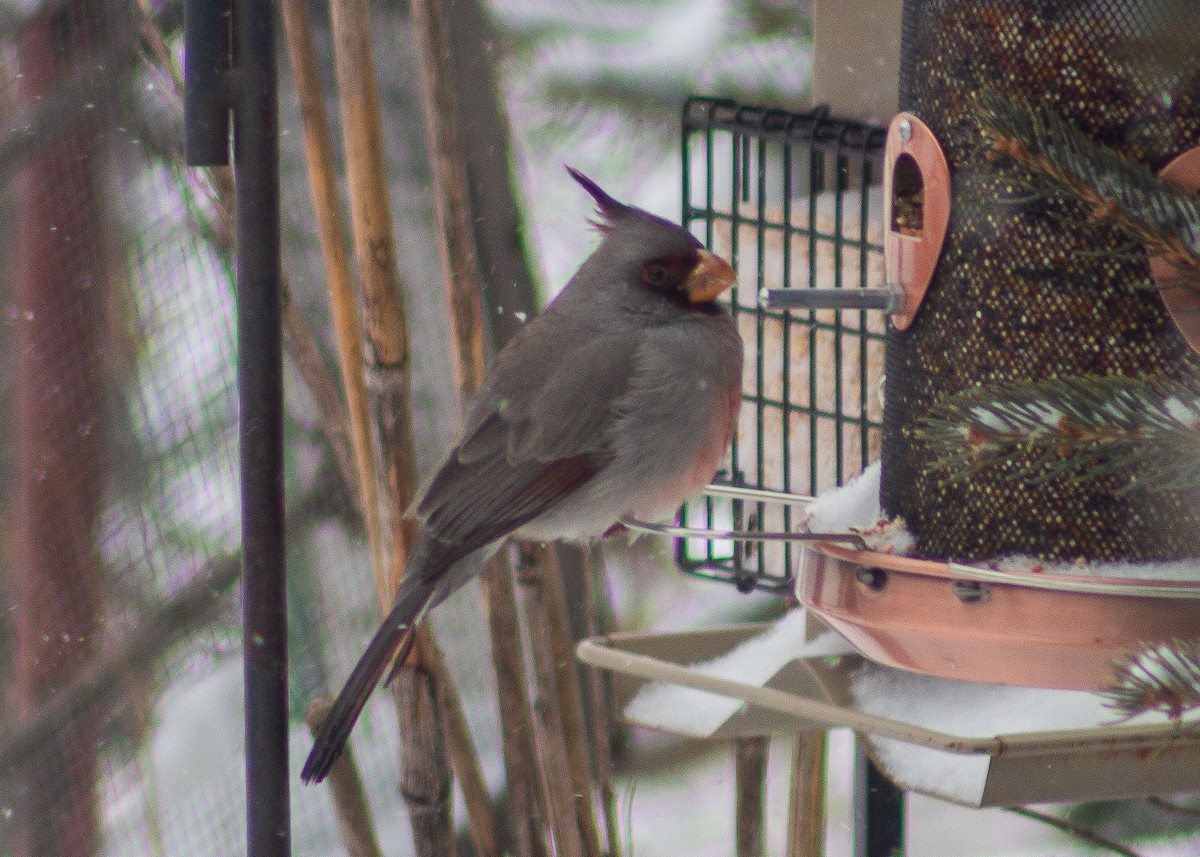 Pyrrhuloxia - ML646488829