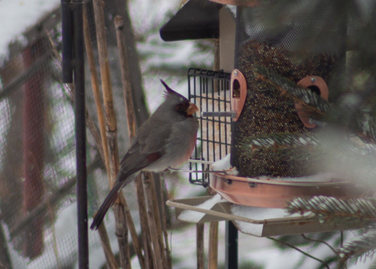 Pyrrhuloxia - ML646488830