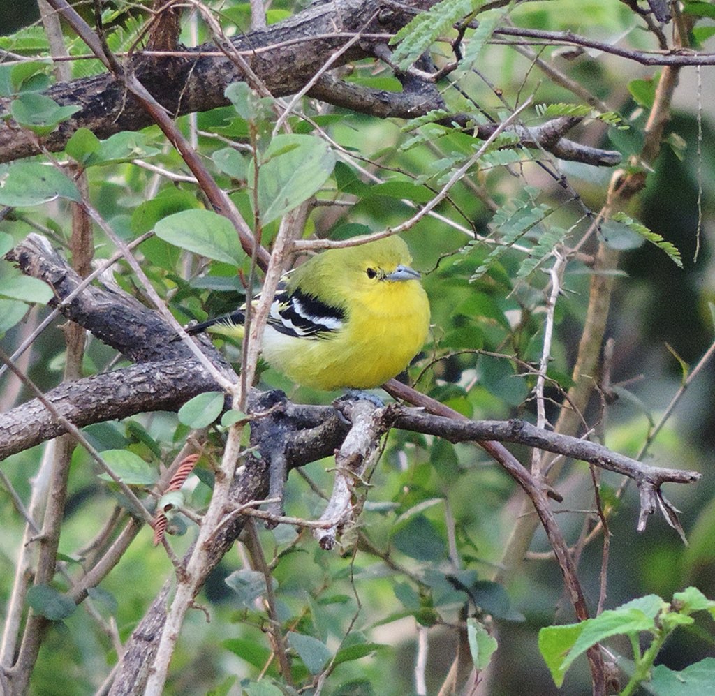 Common Iora - ML646488837