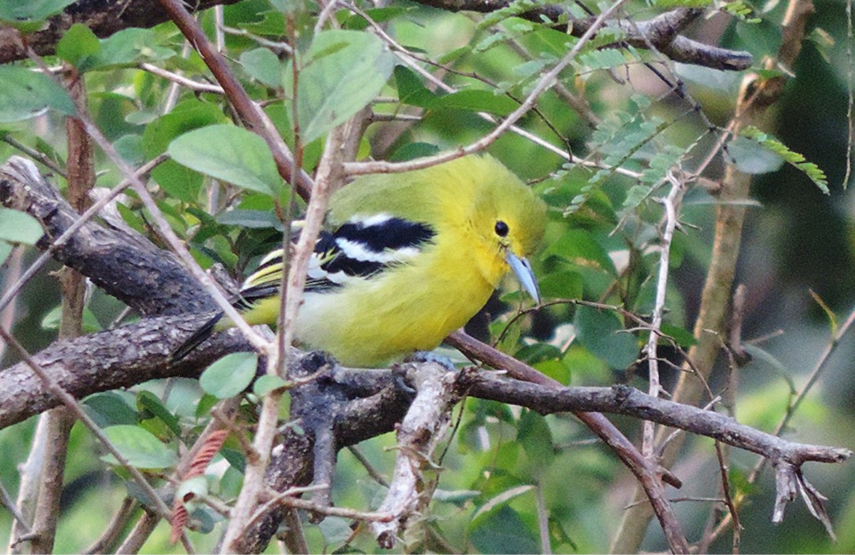 Common Iora - ML646488838