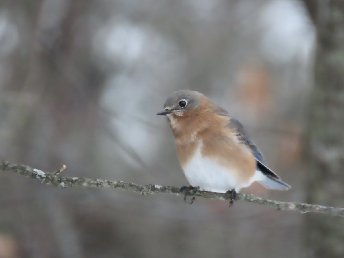 Eastern Bluebird - ML646488848