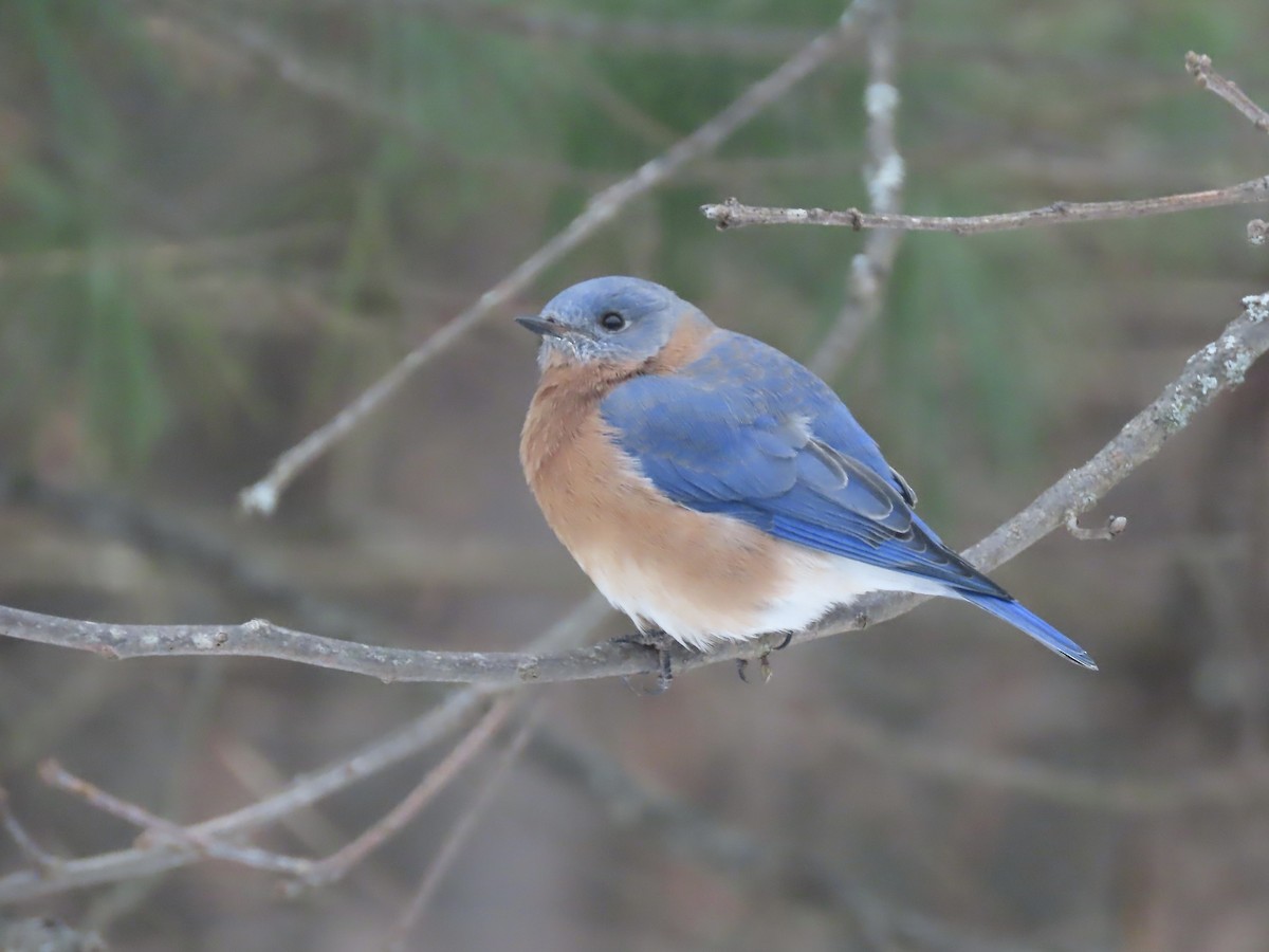 Eastern Bluebird - ML646488849