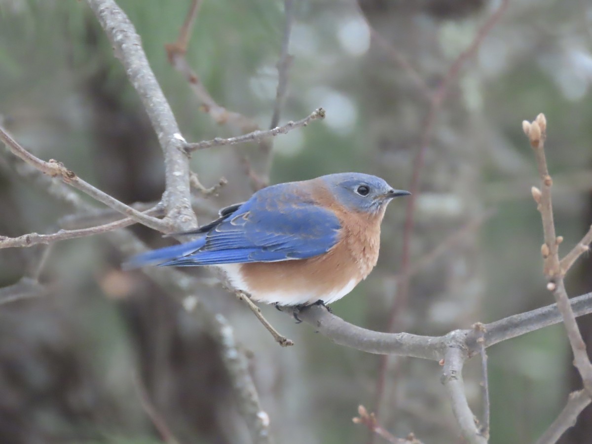 Eastern Bluebird - ML646488850