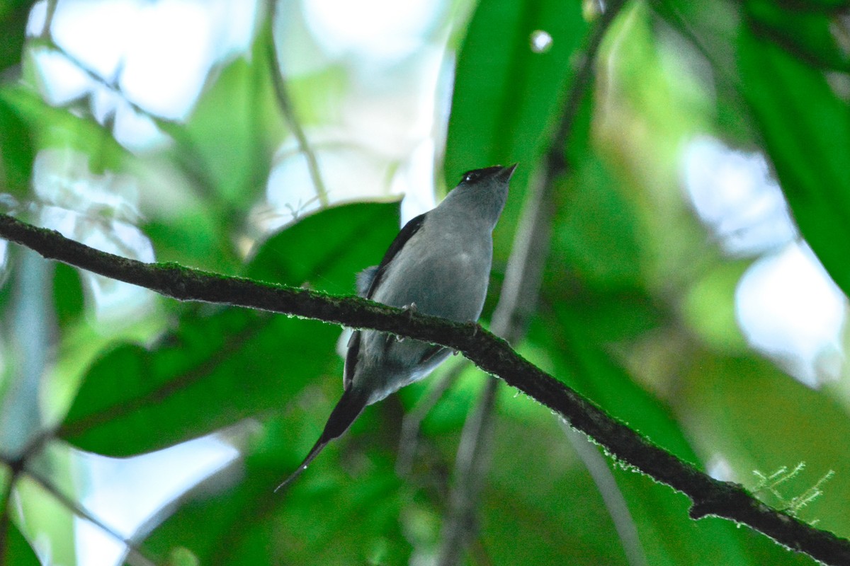 Острохвостый манакин - ML646488851