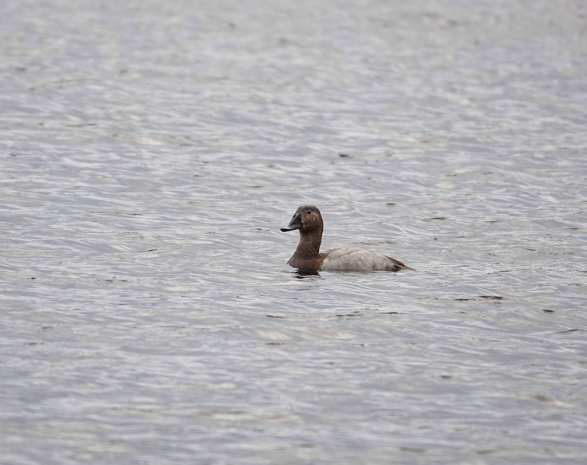 Canvasback - ML646488852