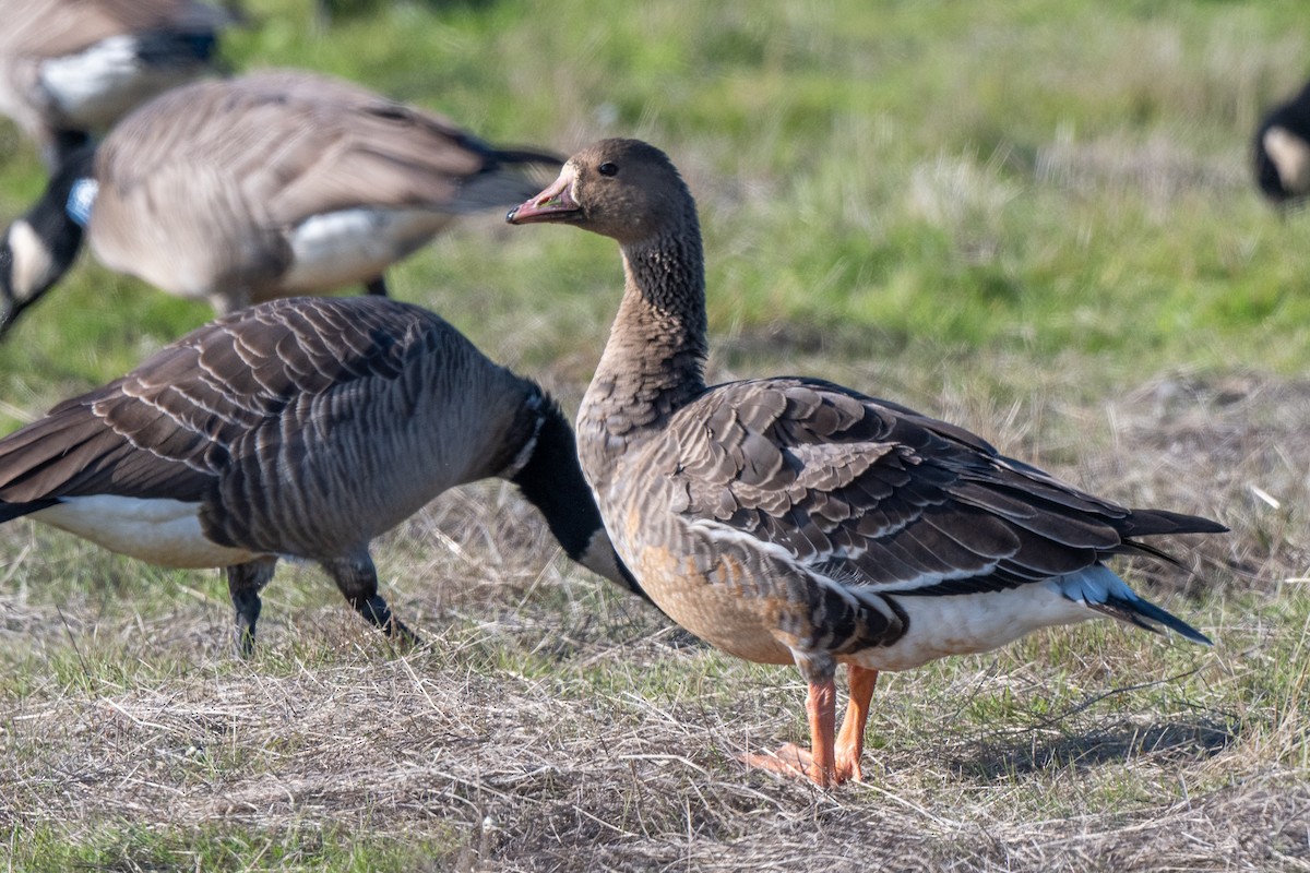Oca lombardella - ML646488853