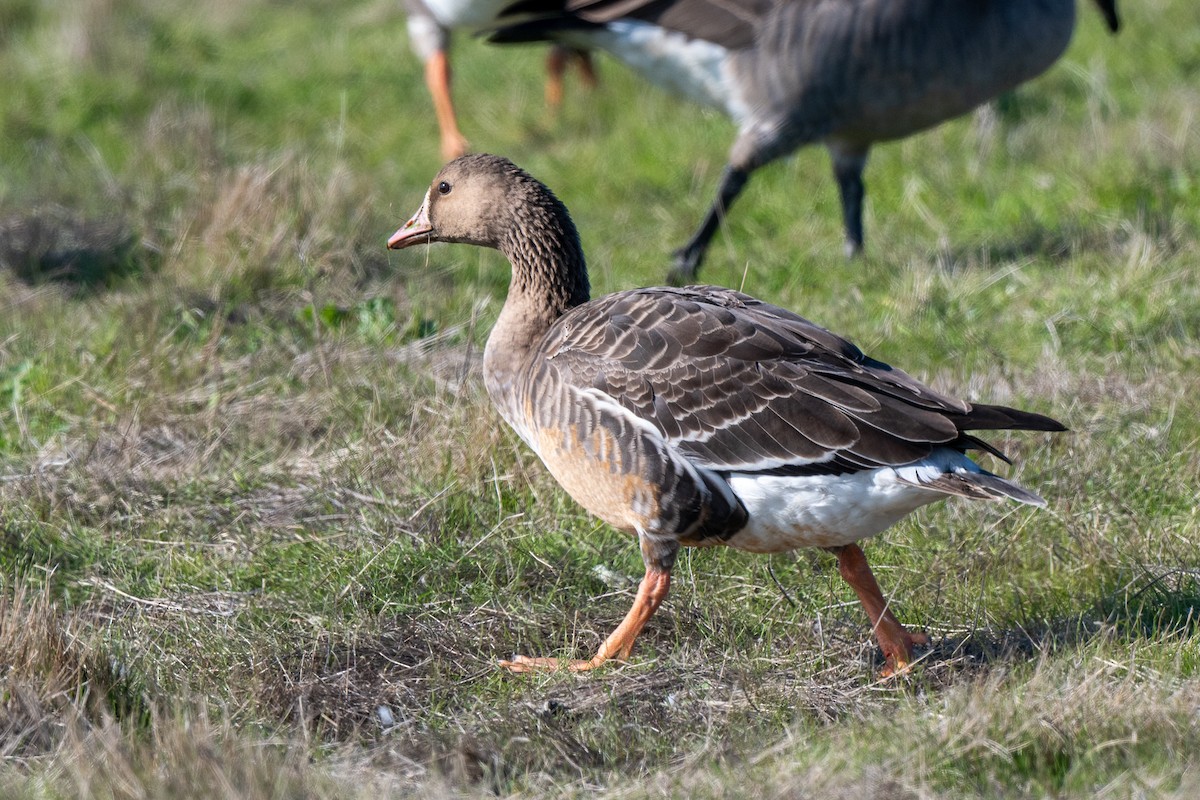 Oca lombardella - ML646488854