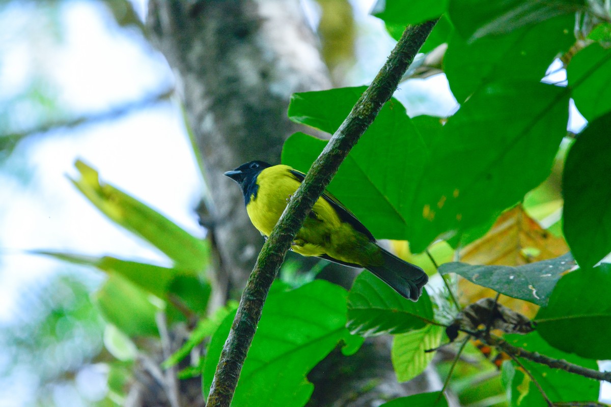 Чернокрылый ягодоед - ML646488856
