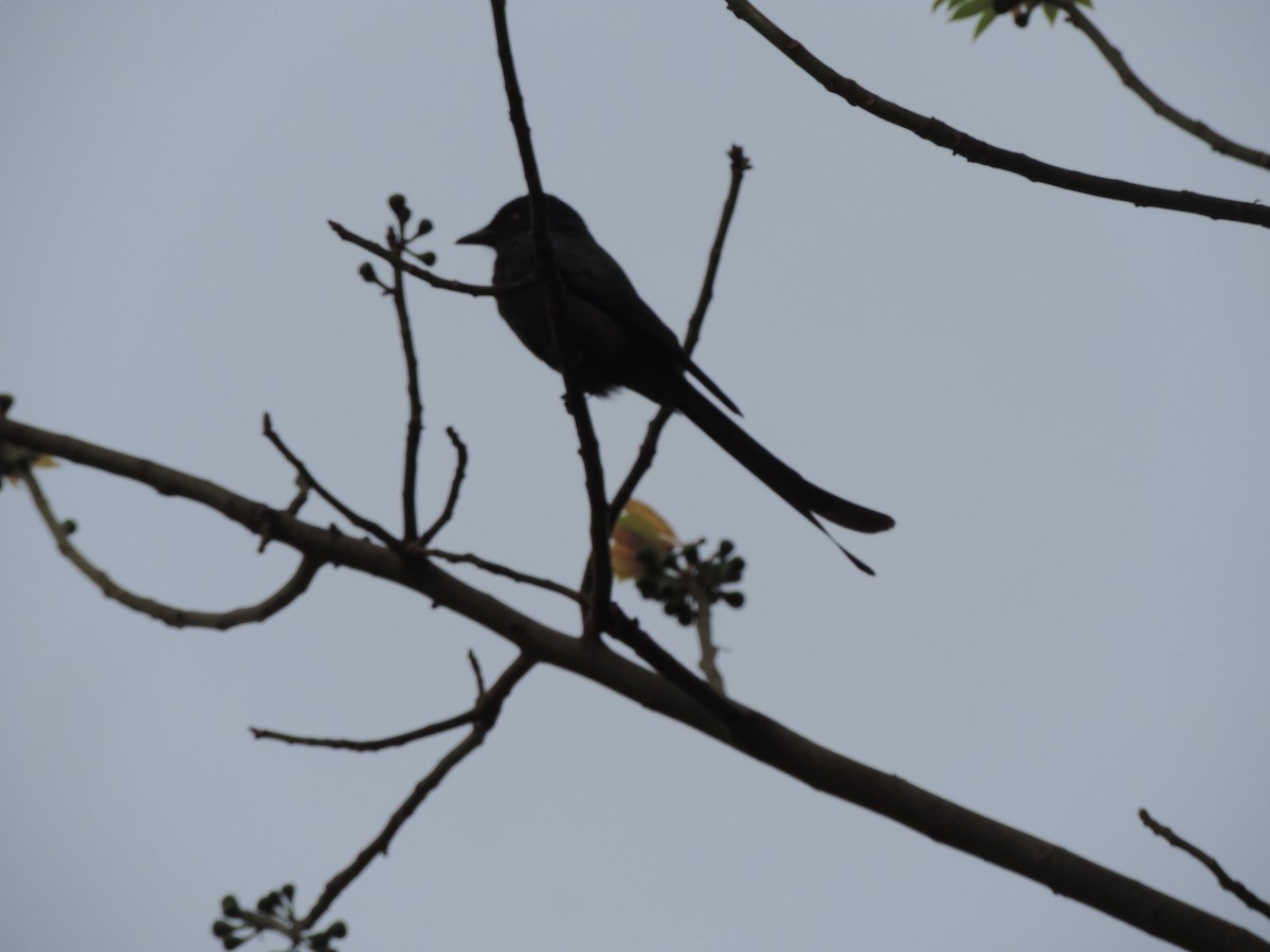Black Drongo - ML646488859