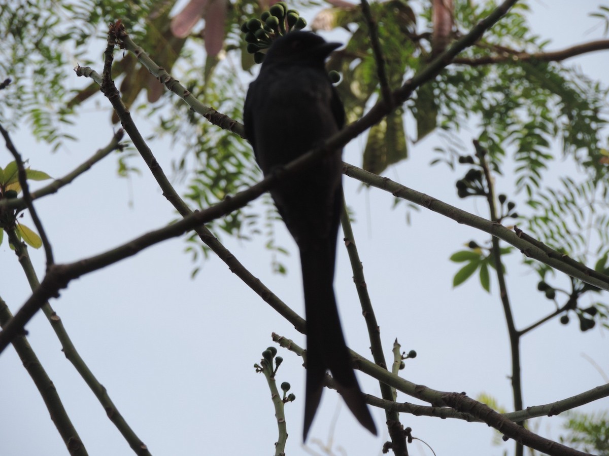 Black Drongo - ML646488860